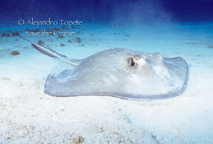 Ray in the bottom, Cozumel Mexico by Alejandro Topete 